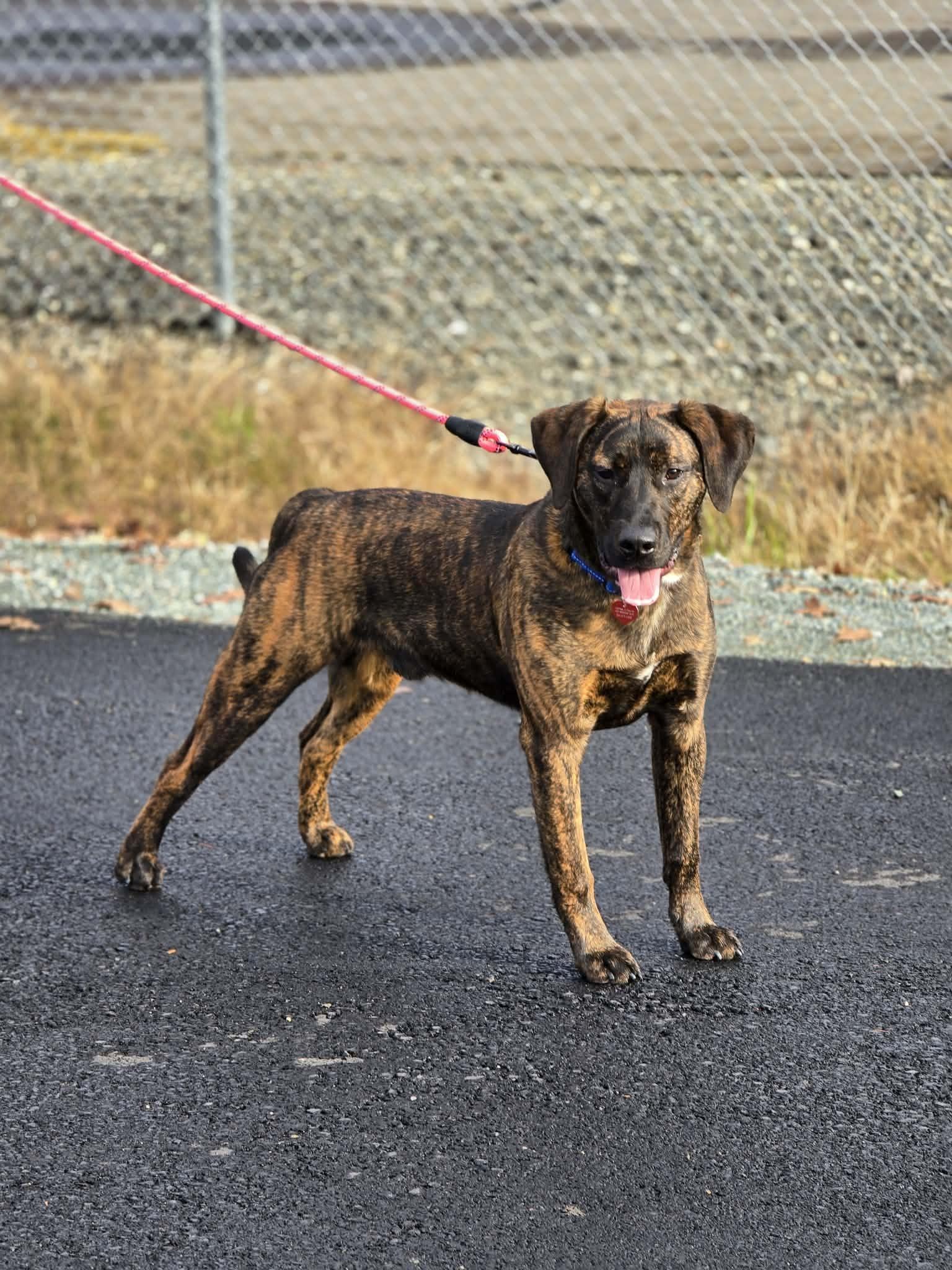 Enlarge Slurpee, a Adoptable mixed breed in Grants Pass, OR image 2/4