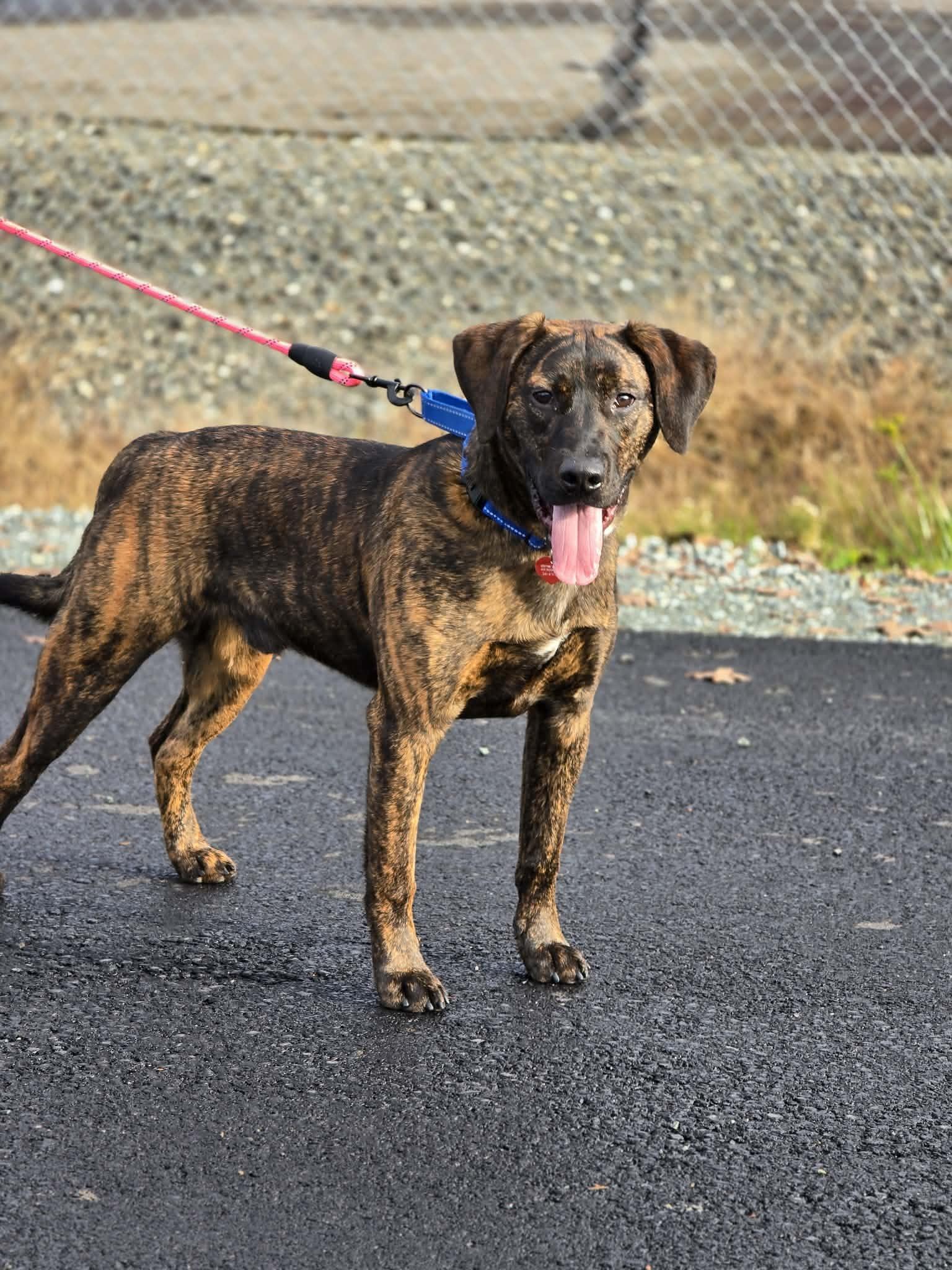 Enlarge Slurpee, a Adoptable mixed breed in Grants Pass, OR image 4/4