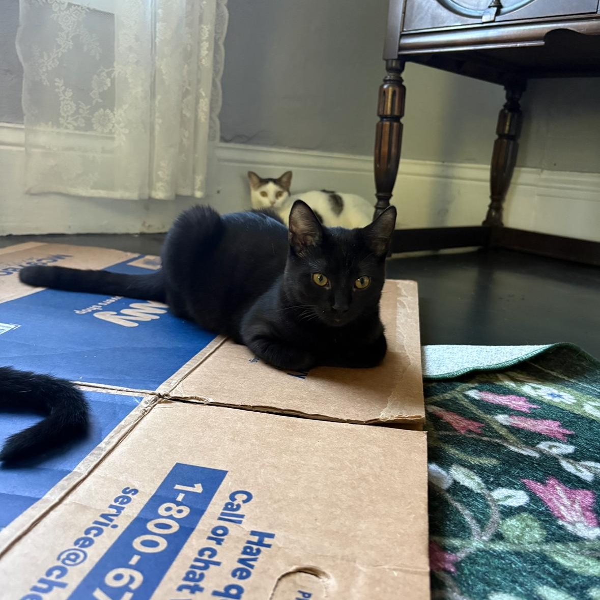 Enlarge Gladys, a Adoptable Domestic Short Hair in Hudsonville, MI image 2/2