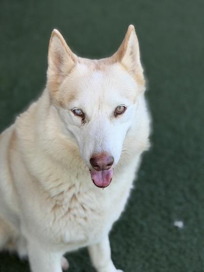 Enlarge Spruce , a Adoptable mixed breed in Sacramento, CA image 2/3