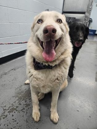 Enlarge Spruce , a Adoptable mixed breed in Sacramento, CA image 3/3