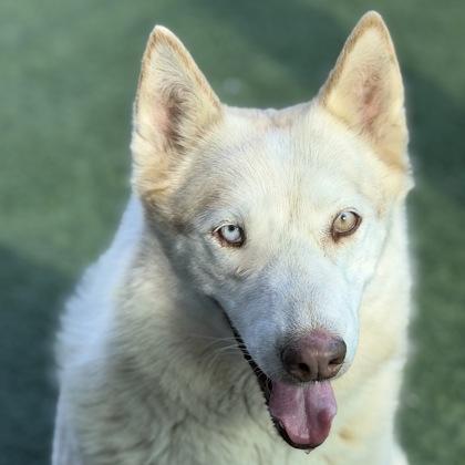 Spruce , Adoptable, Adult Male Siberian Husky & Bull Terrier.