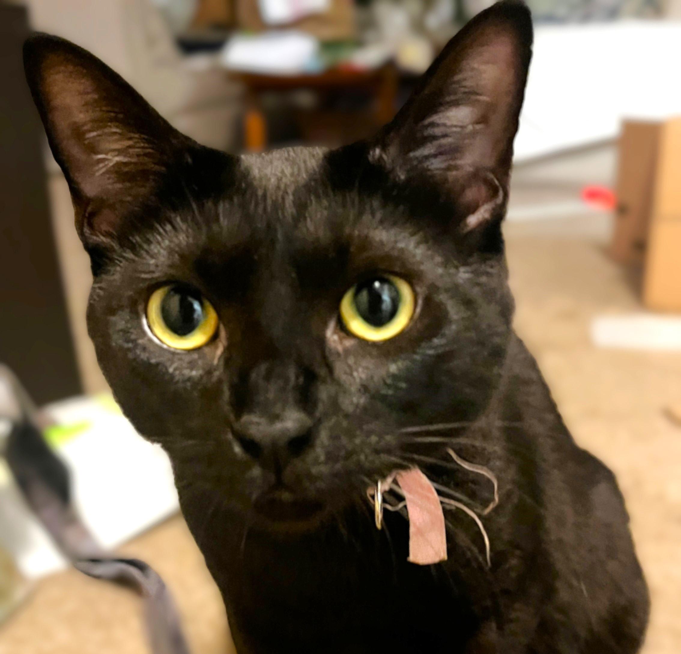 Birdie