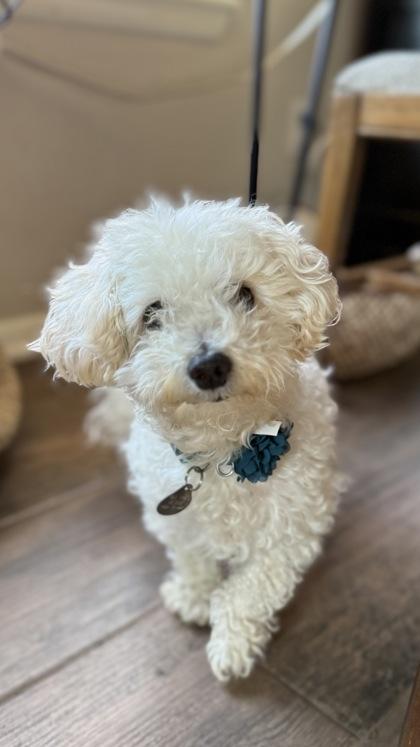 Bonnie, Adopted, Adult Female Bichon Frise.