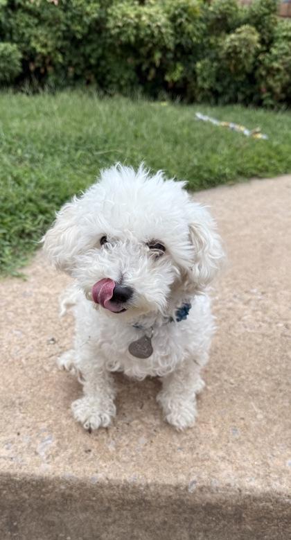 Enlarge Bonnie, a Adopted mixed breed in Edmond, OK image 2/2