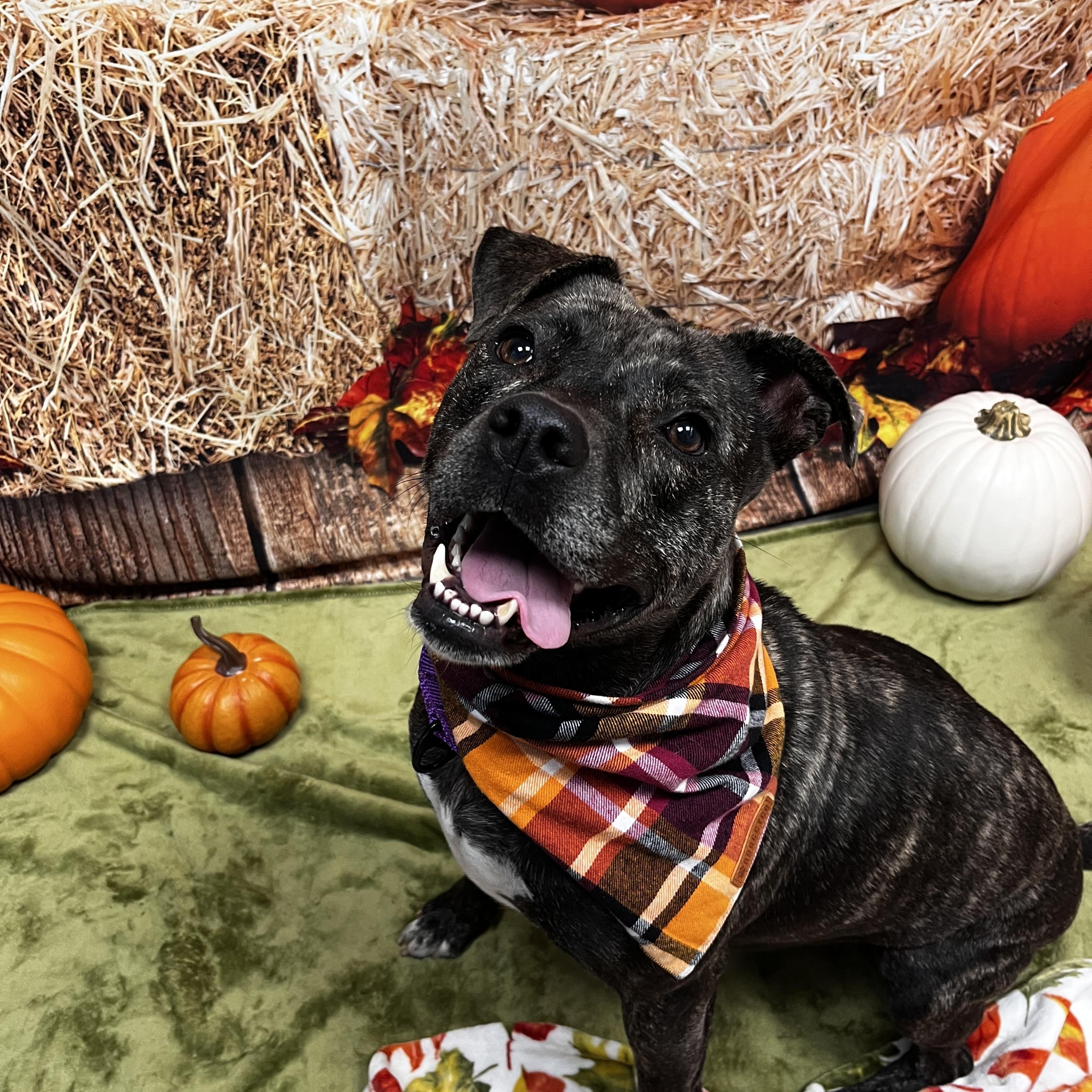 Sheba, a Adoptable mixed breed in Cumberland, RI image 3/5