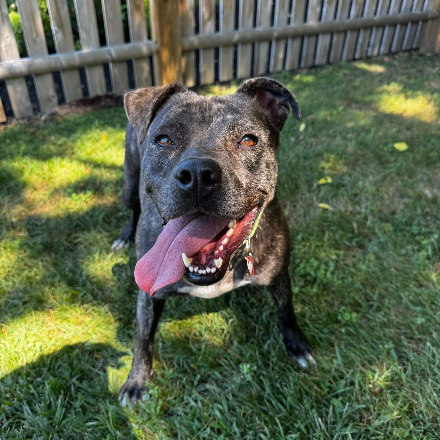 Sheba, a Adoptable mixed breed in Cumberland, RI image 5/5