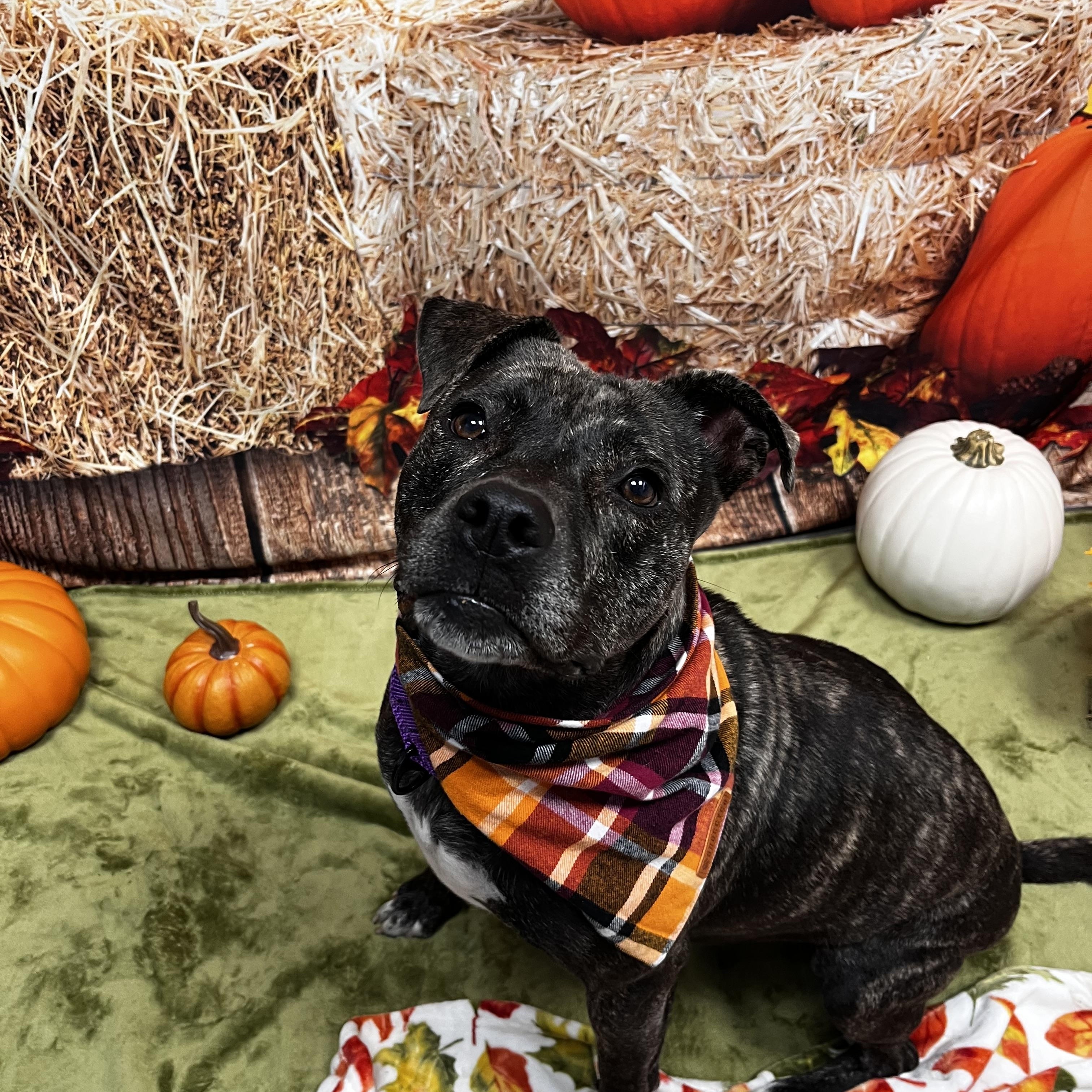 Sheba, a Adoptable mixed breed in Cumberland, RI image 2/5