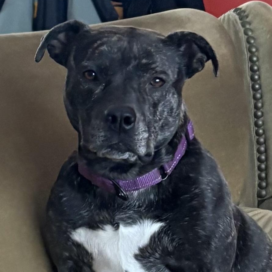 Enlarge Sheba, a Adoptable mixed breed in Cumberland, RI image 3/6