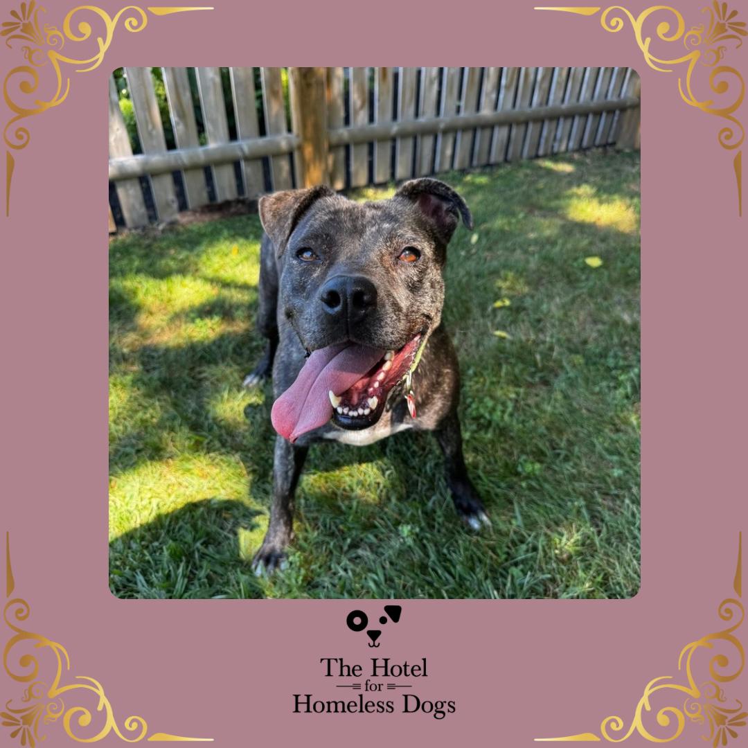 Enlarge Sable, a Adoptable mixed breed in Cumberland, RI image 1/6