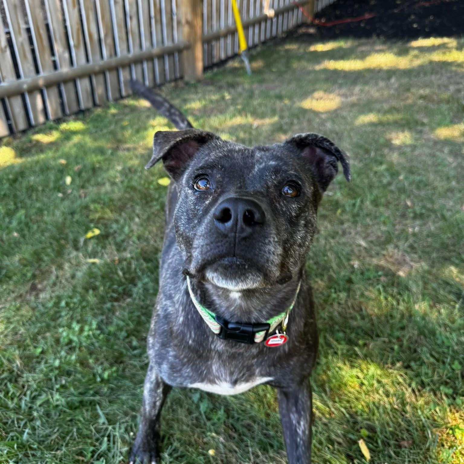 Sheba, Adoptable, Adult Female Labrador Retriever & Terrier.