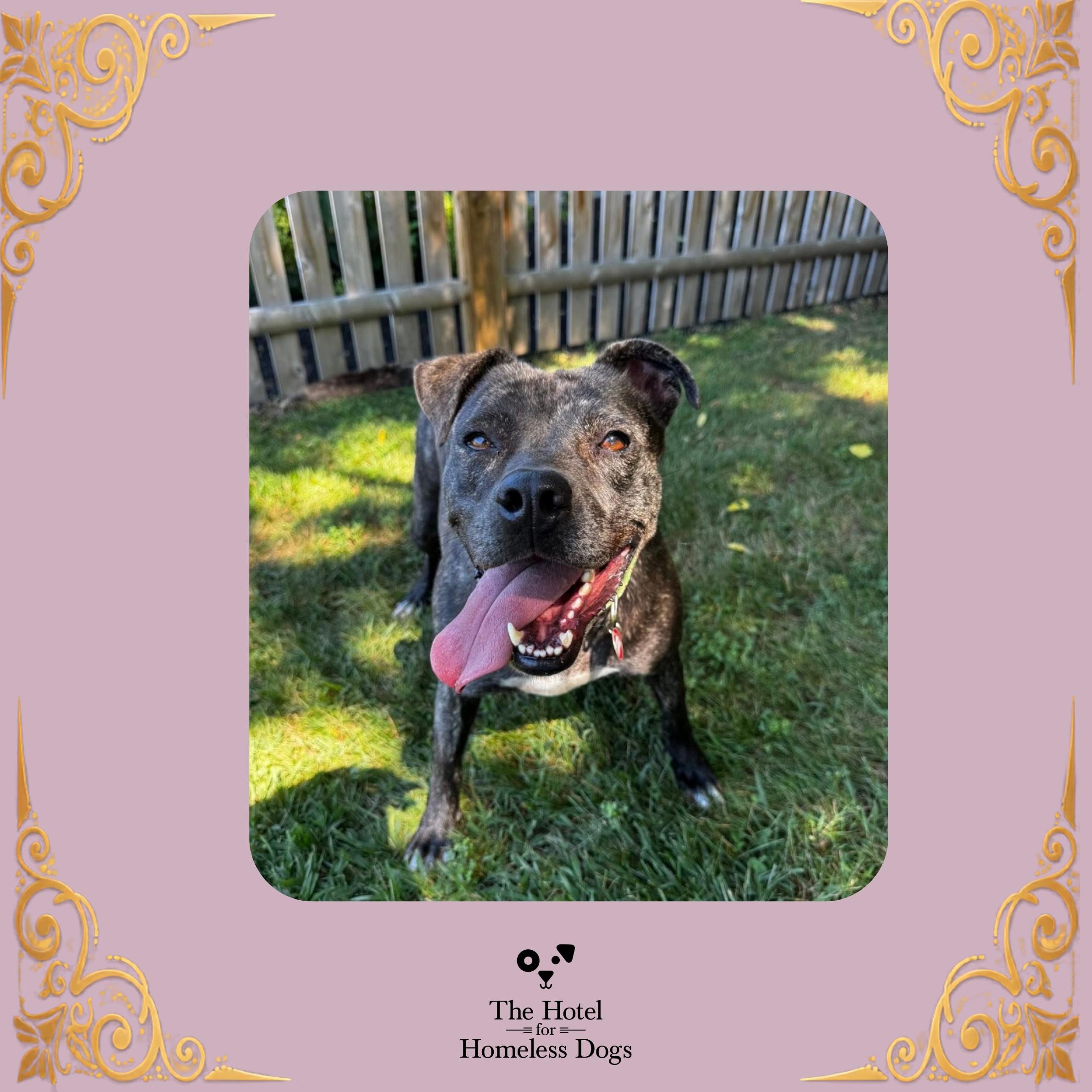 Sable, Adoptable, Adult Female Labrador Retriever & Terrier.