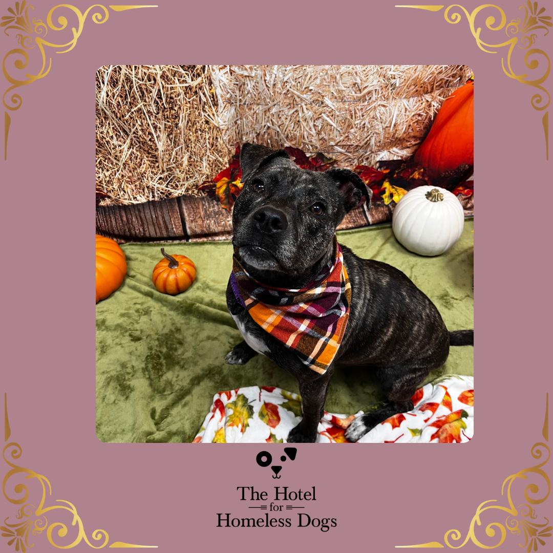 Sheba, Adoptable, Adult Female Labrador Retriever & Terrier.