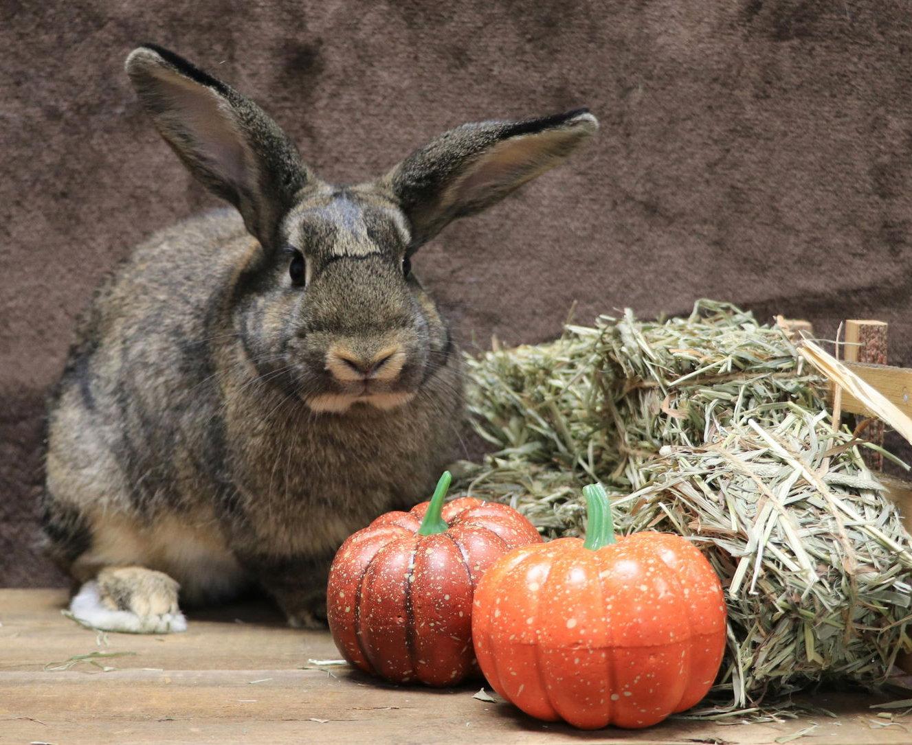 Enlarge Sequoia, a Adoptable English Spot in Lakeville, MN image 1/3
