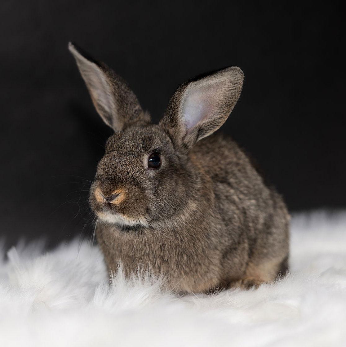 Sequoia, Adoptable, Young Male English Spot.