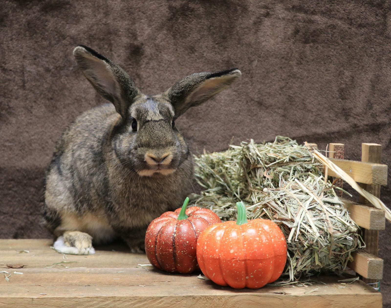 Enlarge Sequoia, a Adoptable English Spot in Lakeville, MN image 1/3