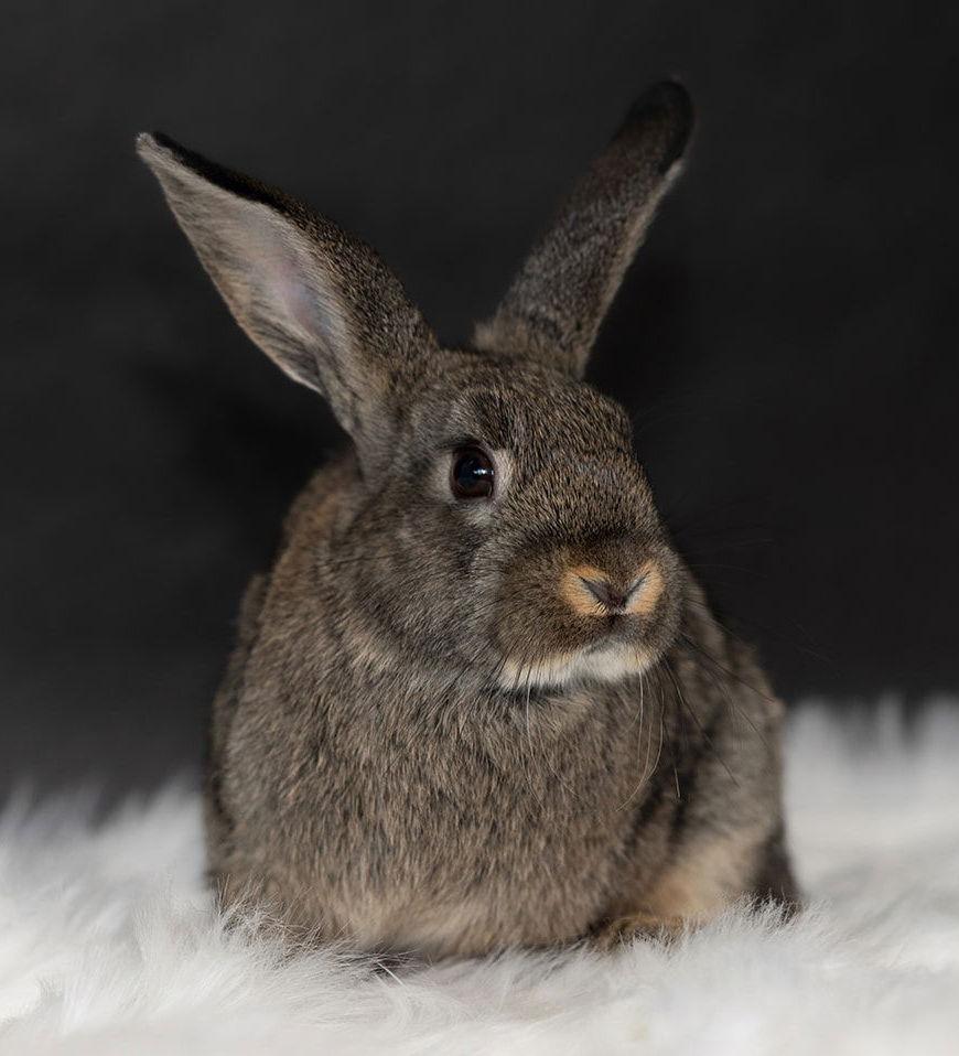 Enlarge Sequoia, a Adoptable English Spot in Lakeville, MN image 2/3