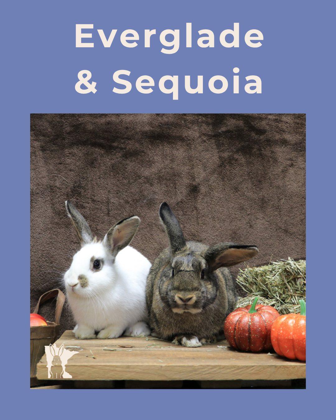 Enlarge Sequoia, a Adoptable English Spot in Lakeville, MN image 3/3