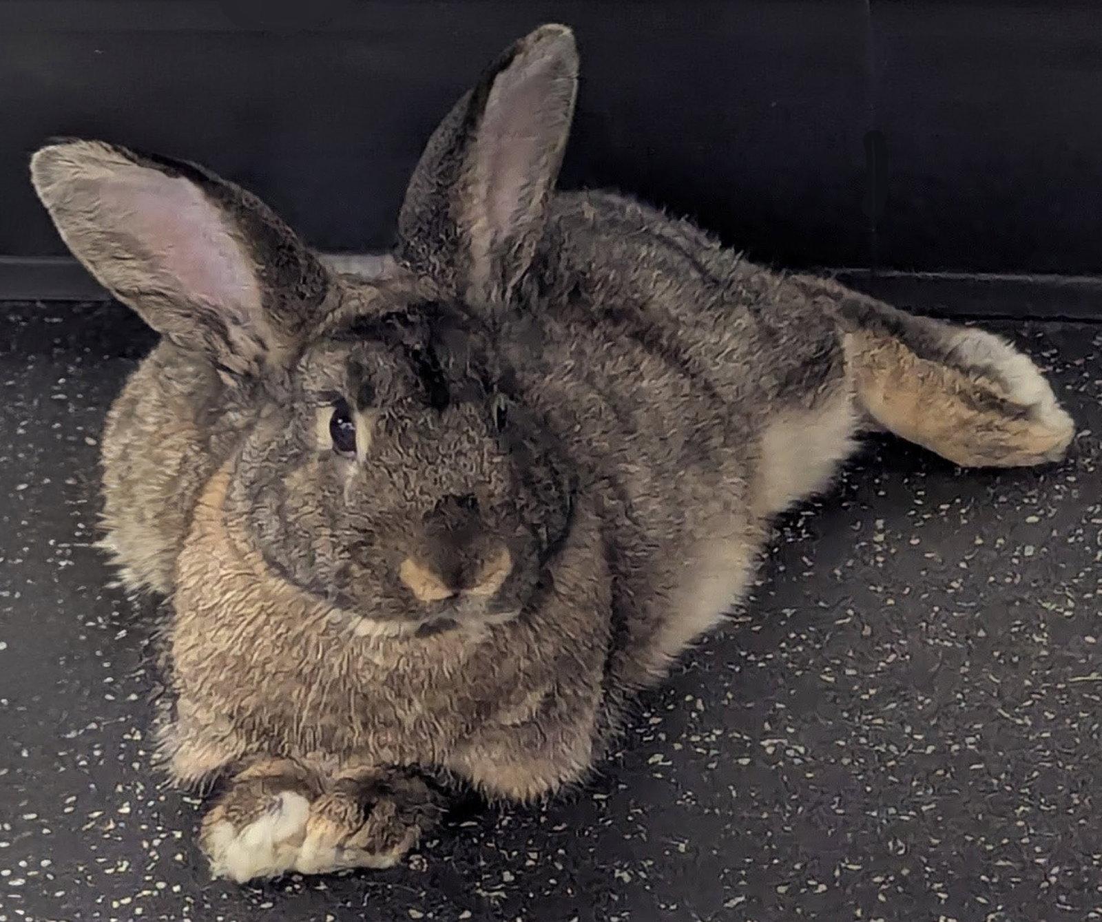 Sequoia, Adoptable, Young Male English Spot.