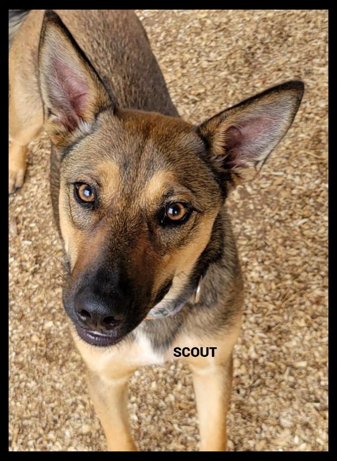 Enlarge Scout, a ADOPTABLE mixed breed in Granbury, TX image 1/2