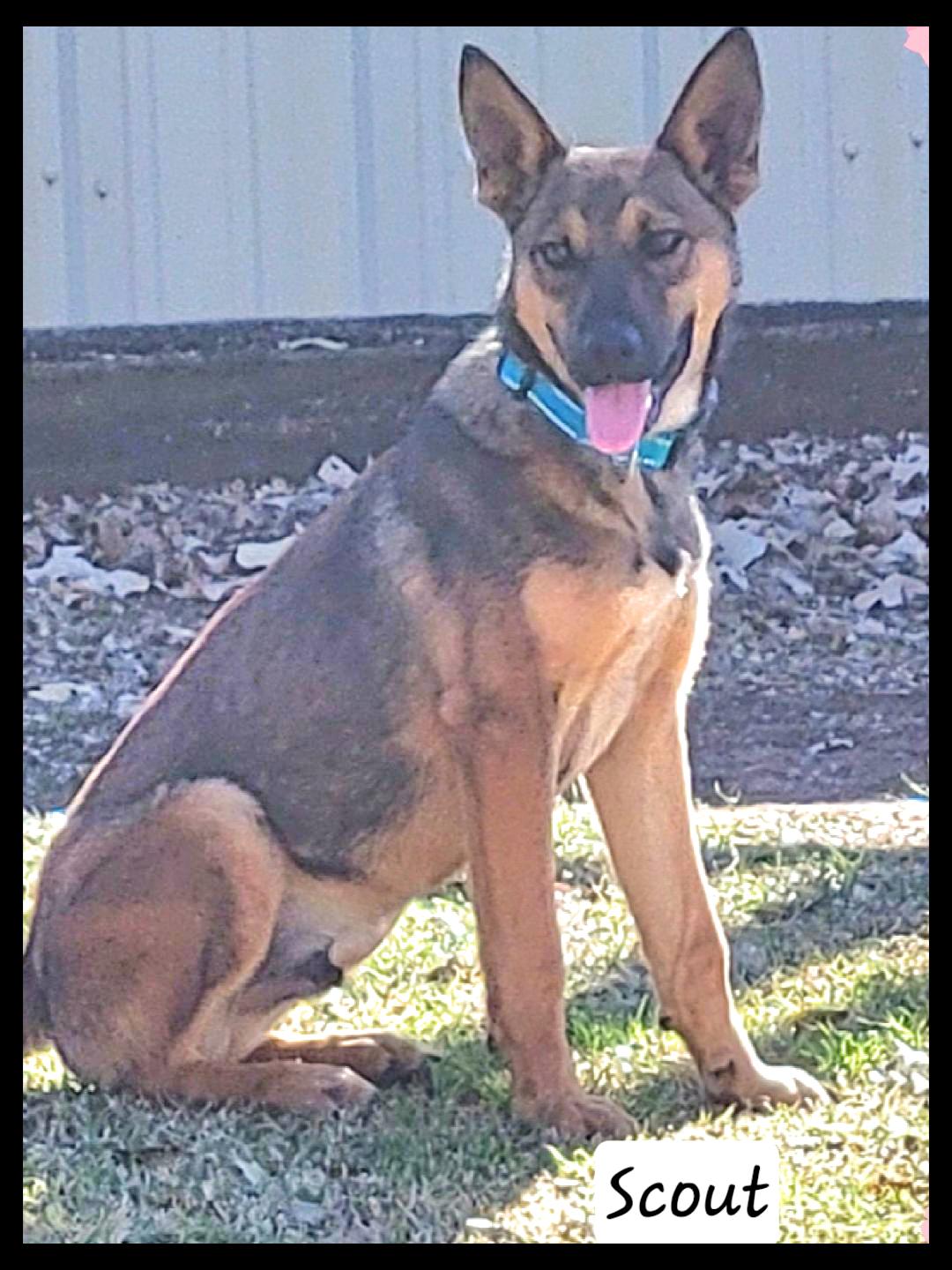 Enlarge Scout, a ADOPTABLE mixed breed in Granbury, TX image 2/2