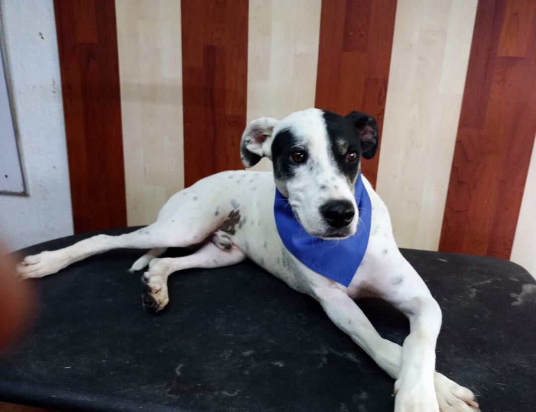 Lucas, a Adoptable mixed breed in princeton, NJ image 1/6