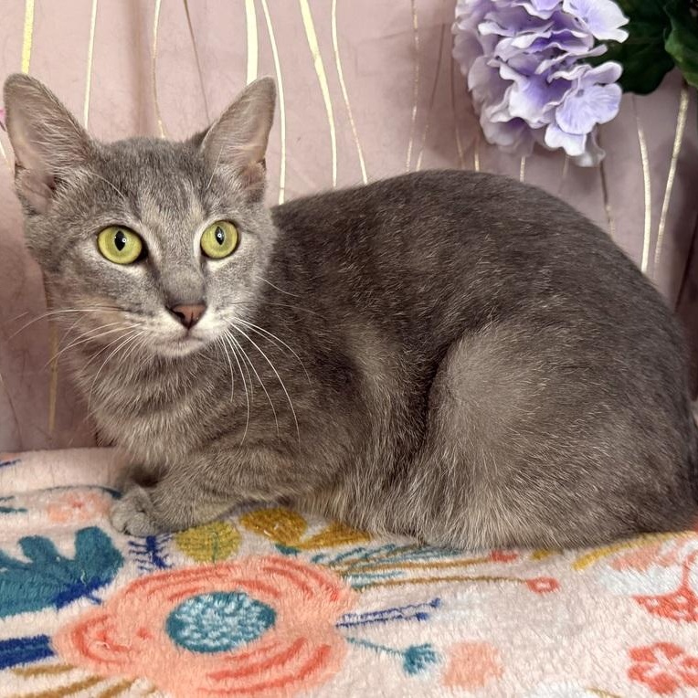 Enlarge Cressida, a Adoptable Manx in Oakland, NJ image 2/5