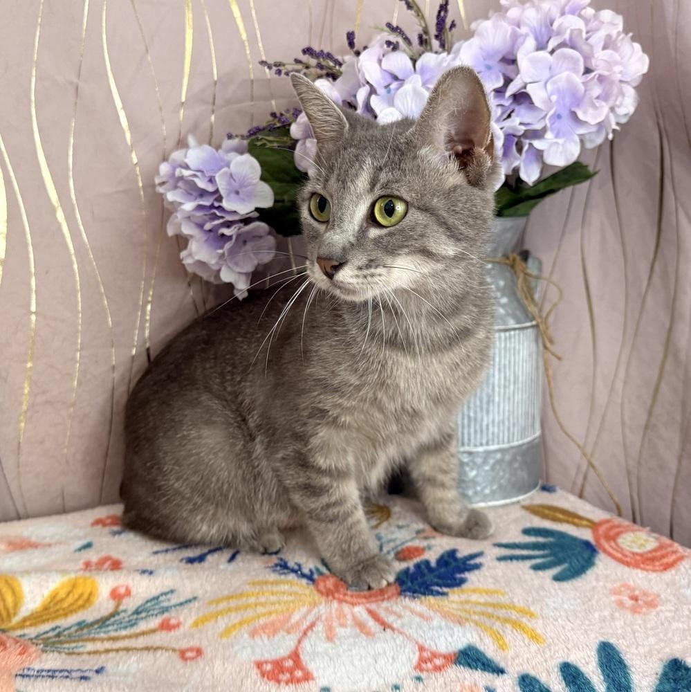 Enlarge Cressida, a Adoptable Manx in Oakland, NJ image 3/5