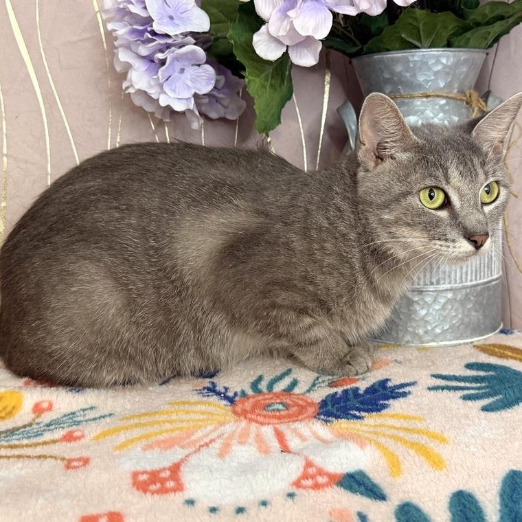 Enlarge Cressida, a Adoptable Manx in Oakland, NJ image 5/5