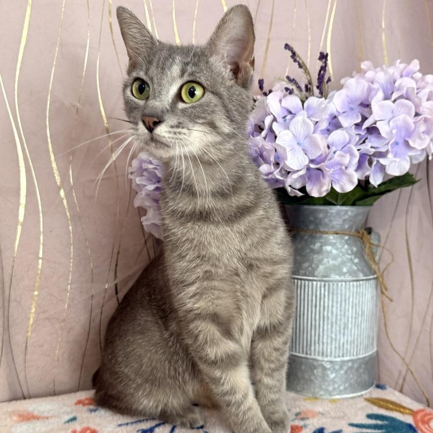 Enlarge Cressida, a Adoptable Manx in Oakland, NJ image 4/5