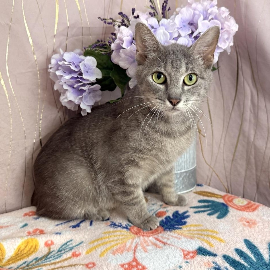 Enlarge Cressida, a Adoptable Manx in Oakland, NJ image 1/5