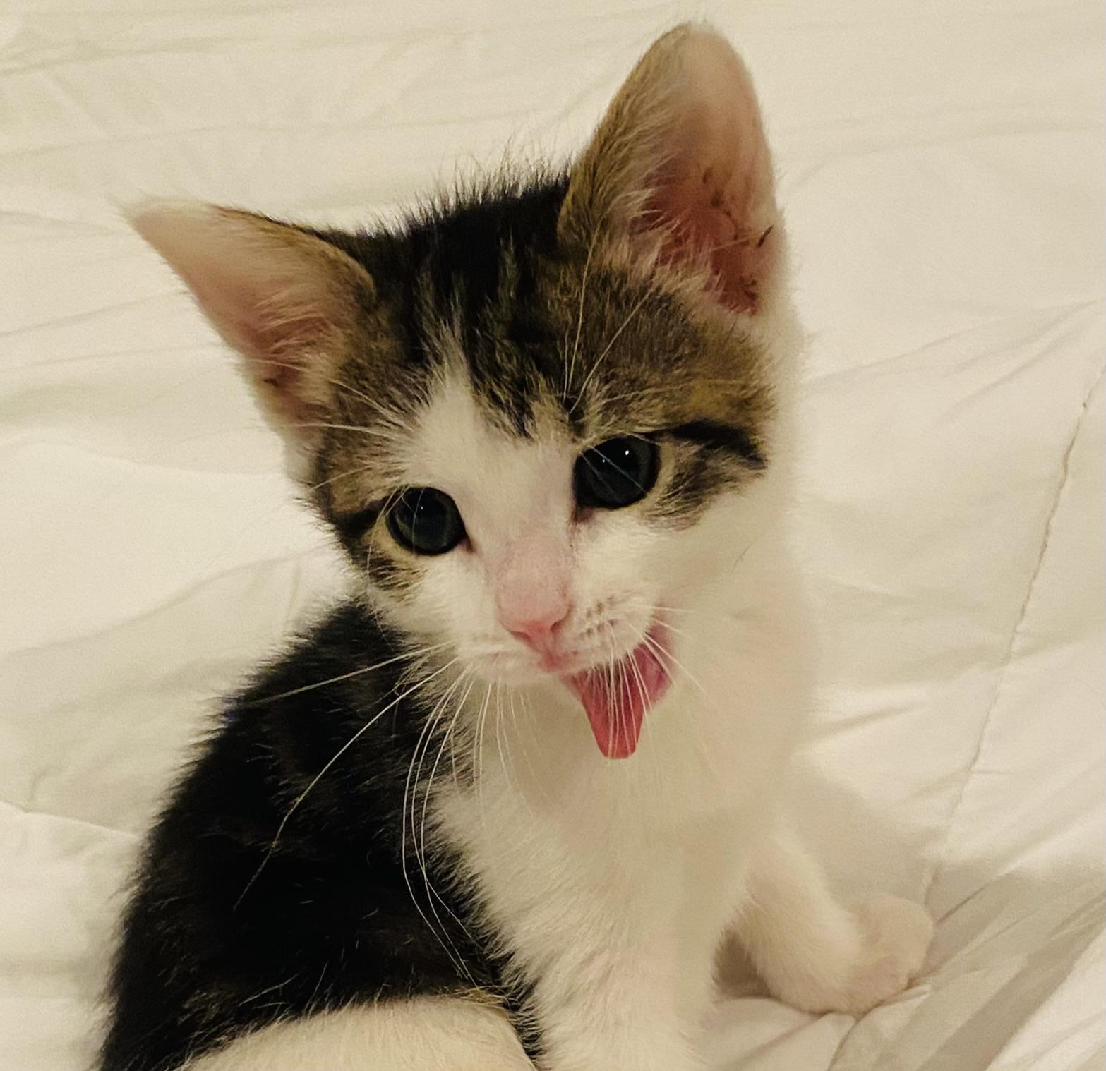 Foxx, Adoptable, Kitten Female Domestic Short Hair.