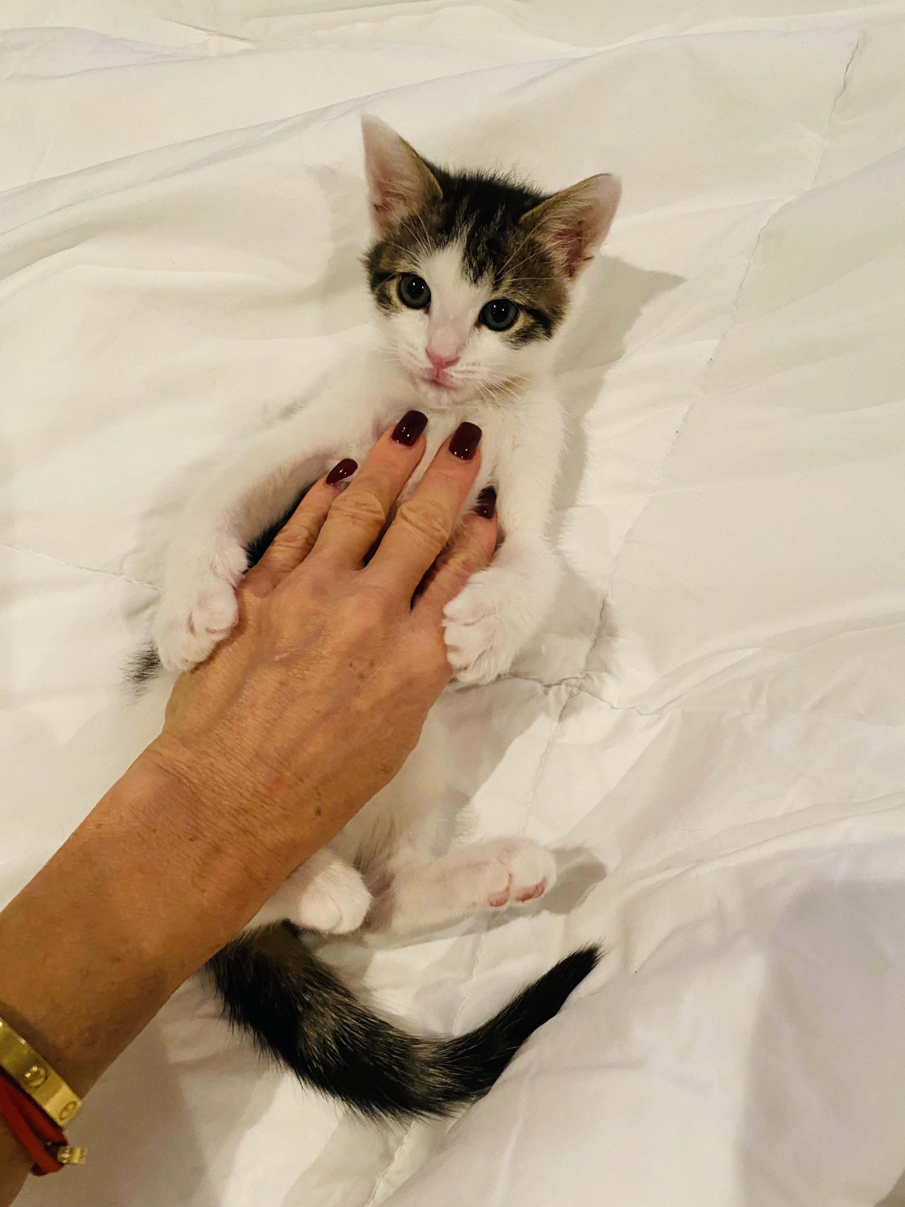 Enlarge Foxx, a Adoptable Domestic Short Hair in Hoboken, NJ image 4/6