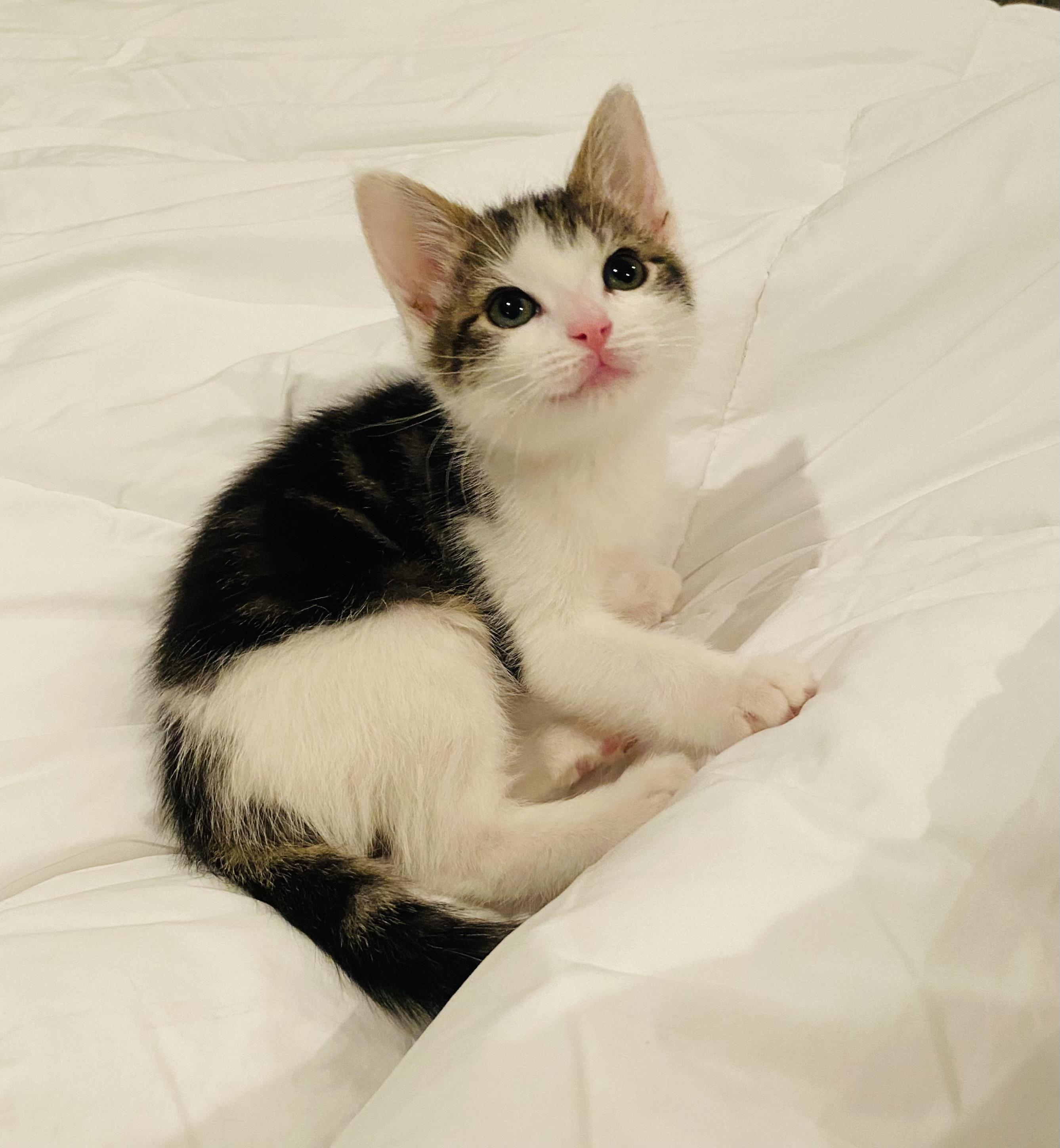 Enlarge Foxx, a Adoptable Domestic Short Hair in Hoboken, NJ image 5/6