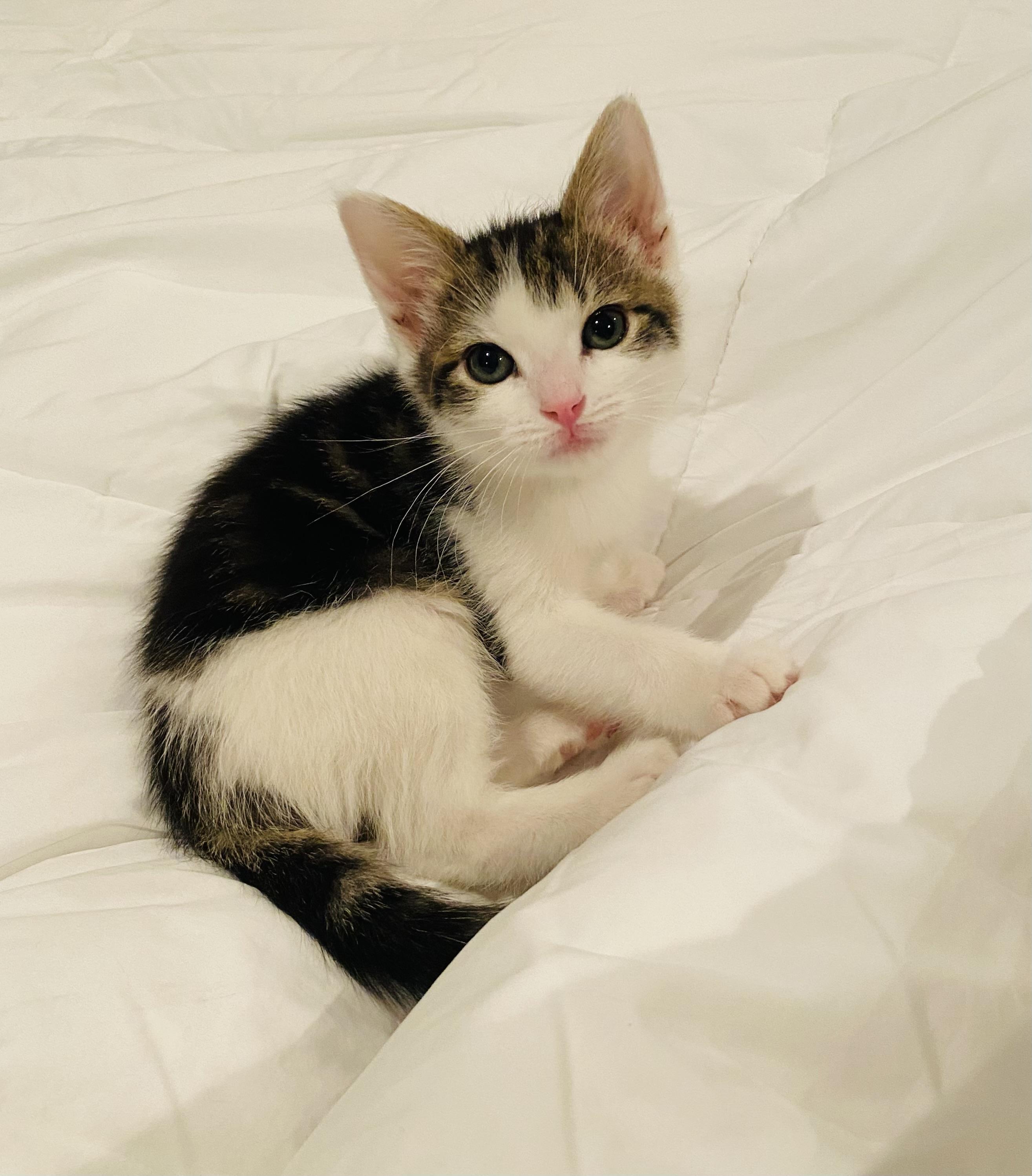 Enlarge Foxx, a Adoptable Domestic Short Hair in Hoboken, NJ image 3/6