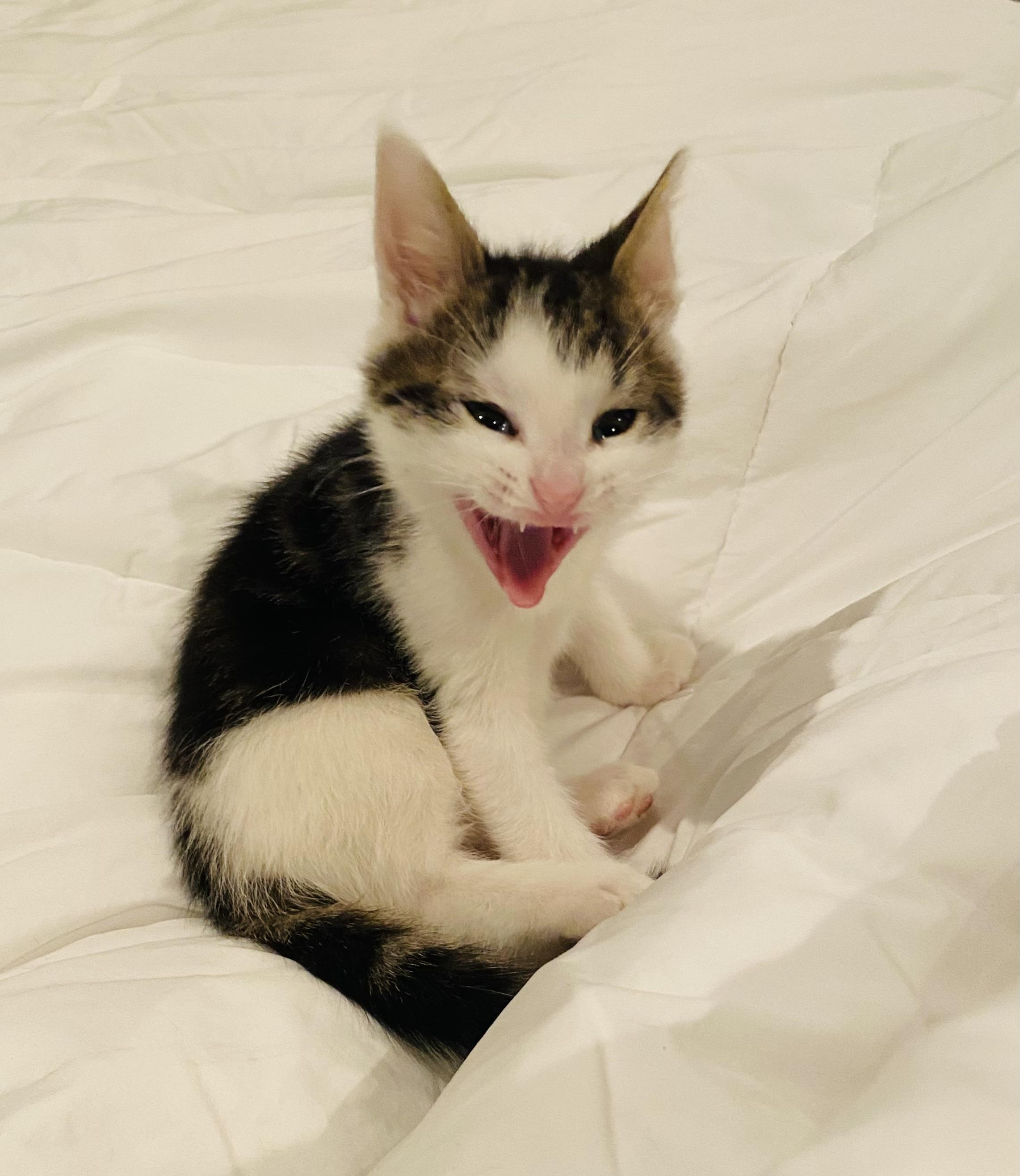 Enlarge Foxx, a Adoptable Domestic Short Hair in Hoboken, NJ image 6/6