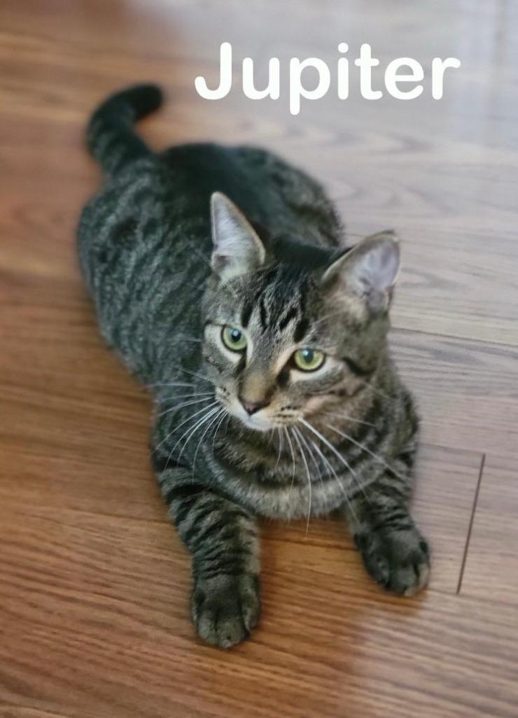 Jupiter, Adoptable, Young Male Domestic Short Hair.
