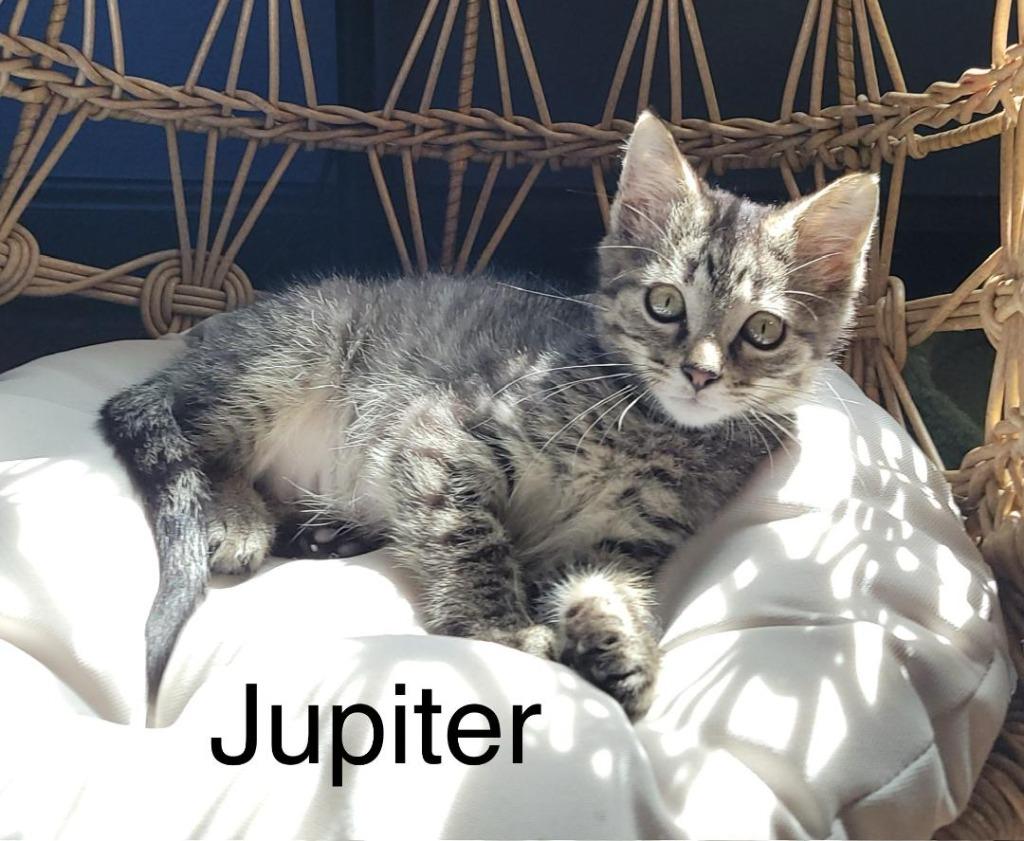 Enlarge Jupiter, a Adoptable mixed breed in Hoover , AL image 2/6