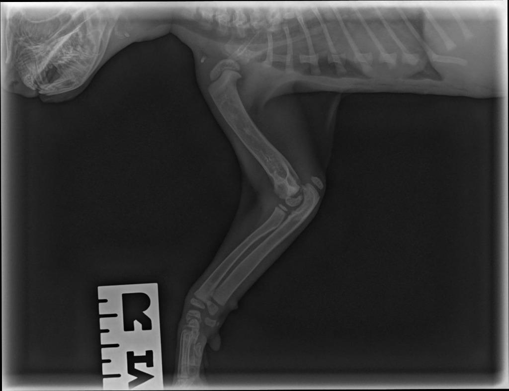 Enlarge Jupiter, a Adoptable mixed breed in Hoover , AL image 3/6