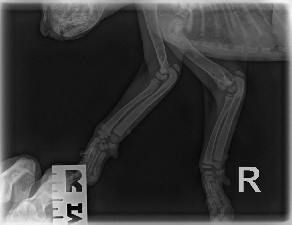 Enlarge Jupiter, a Adoptable mixed breed in Hoover , AL image 4/6