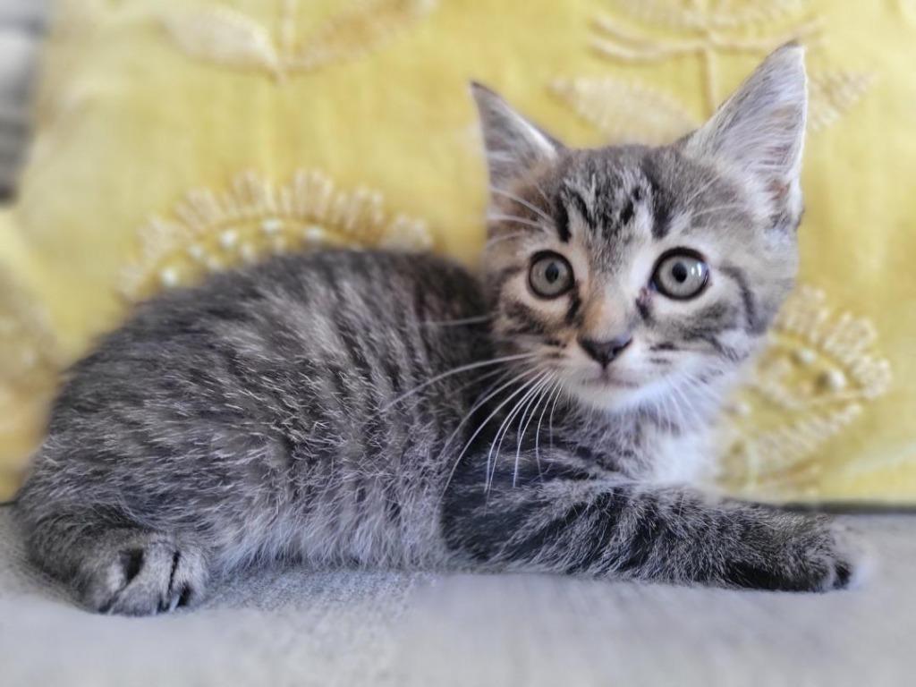 Enlarge Jupiter, a Adoptable mixed breed in Hoover , AL image 5/6