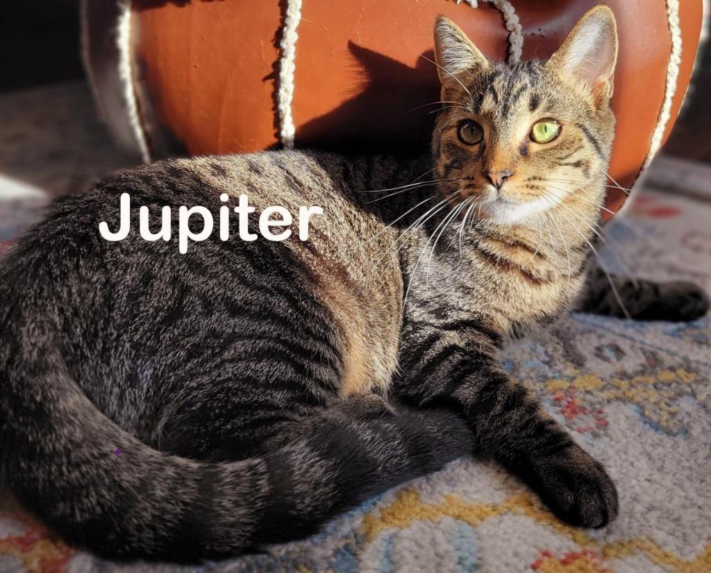 Enlarge Jupiter, a Adoptable mixed breed in Hoover , AL image 6/6