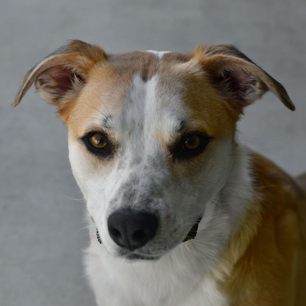 Enlarge Ranger, a Adoptable Cattle Dog in Ottawa, KS image 1/2