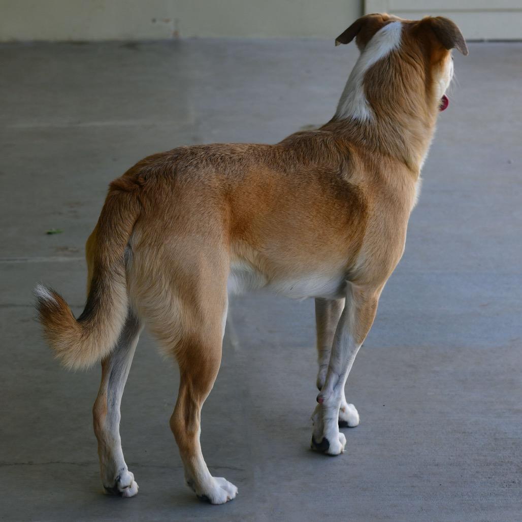 Enlarge Ranger, a Adoptable Cattle Dog in Ottawa, KS image 2/2