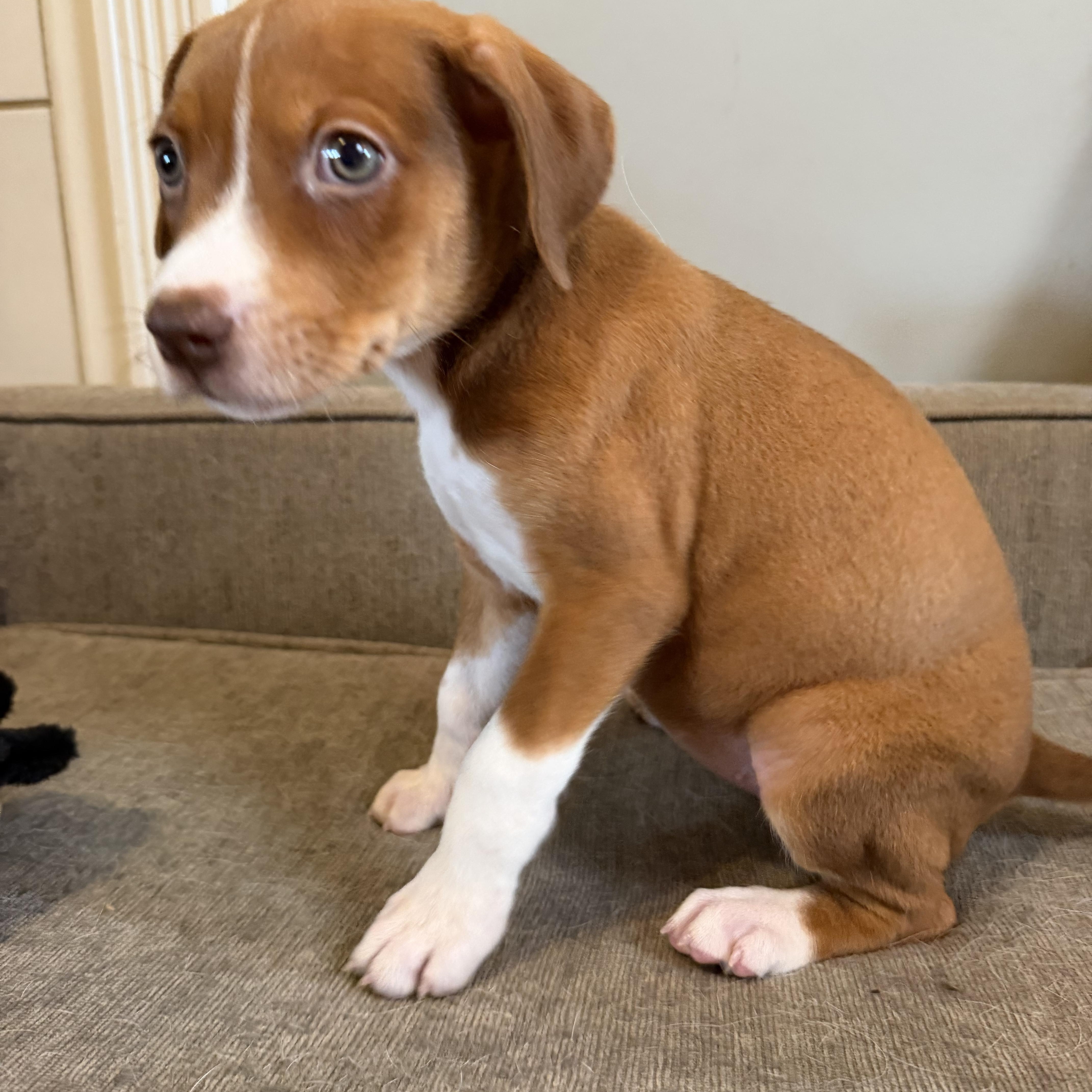 Filet available for adoption photo 2