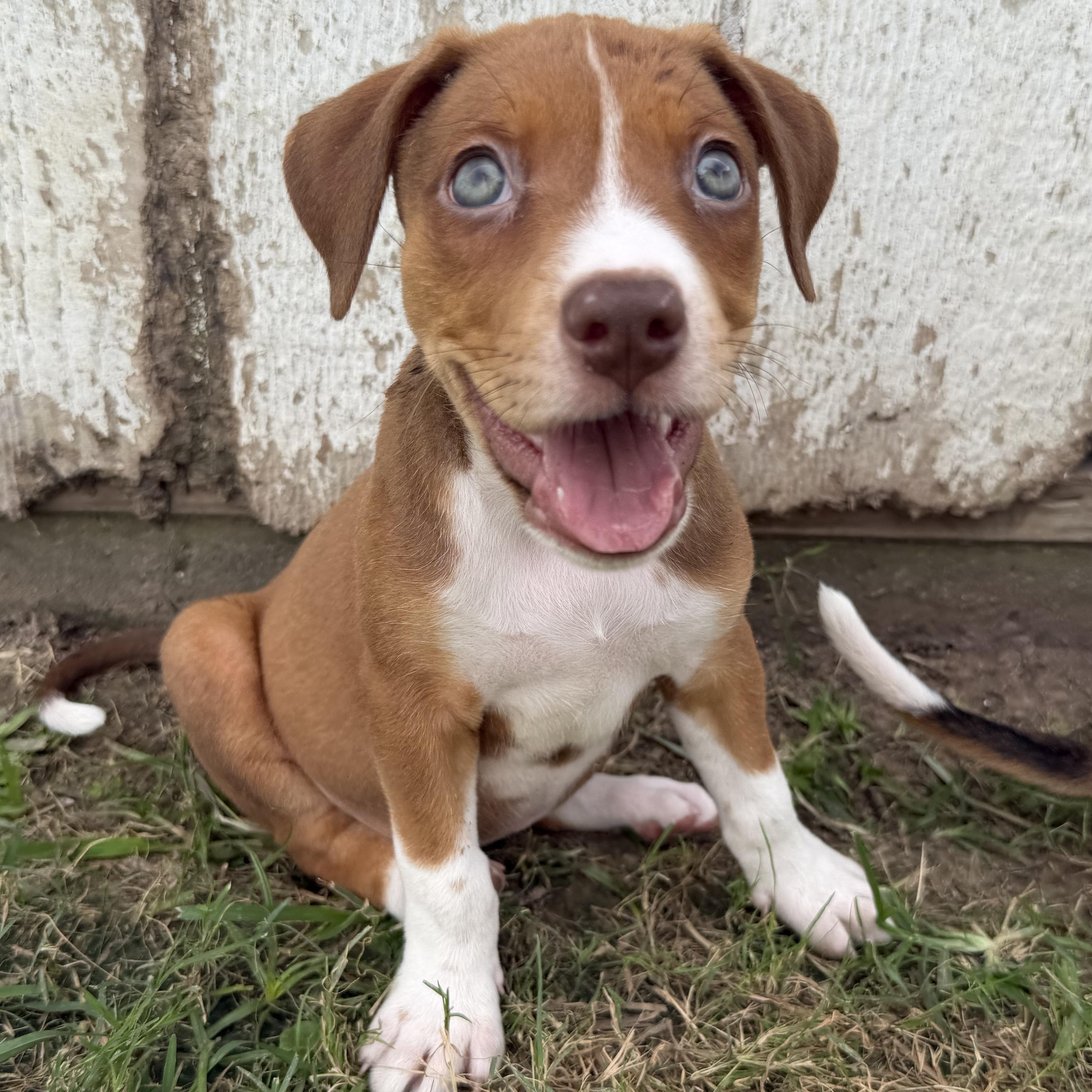 Filet, a Hound&Pit Bull Terrier Mix Dog available for adoption in Massachusetts