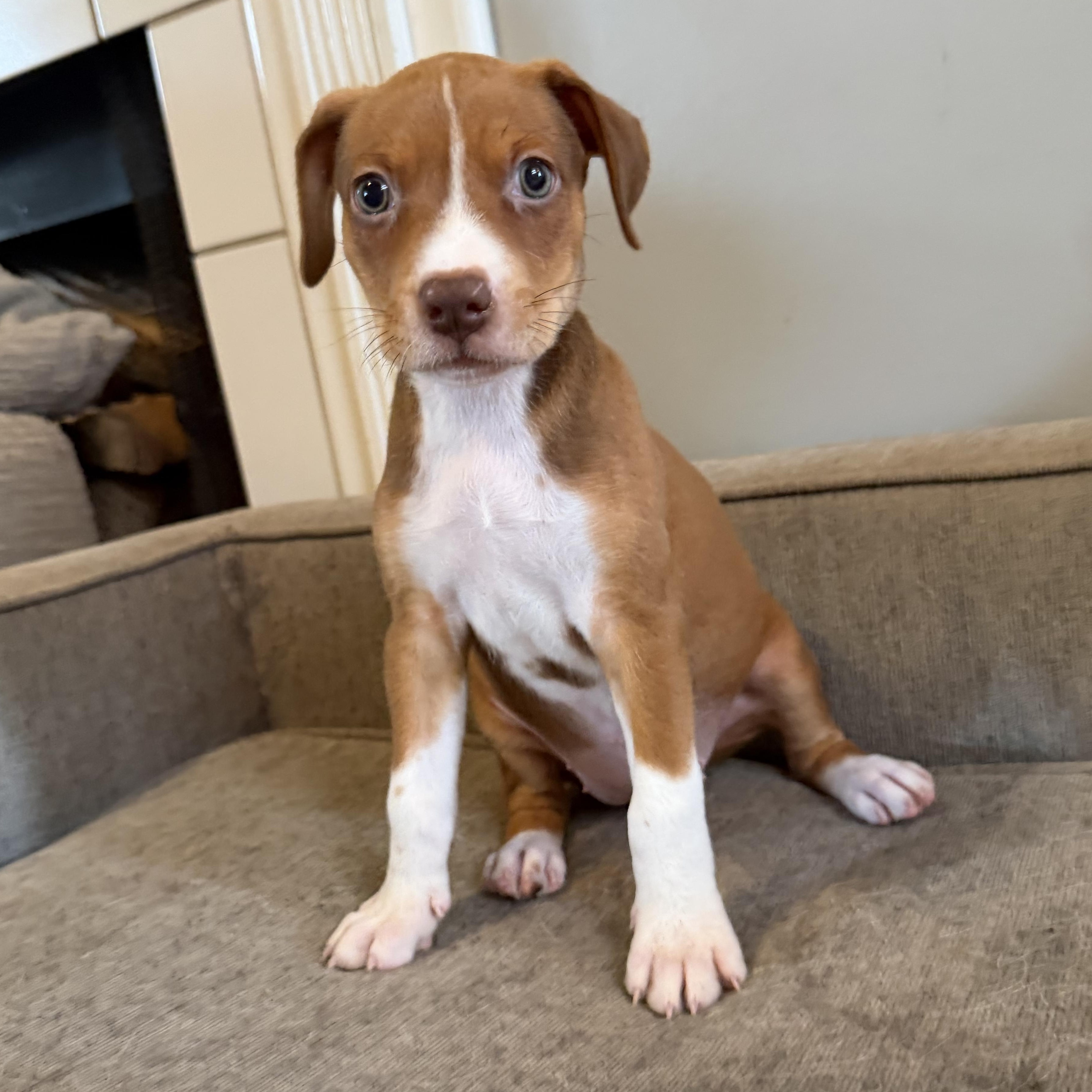 Filet available for adoption photo 3
