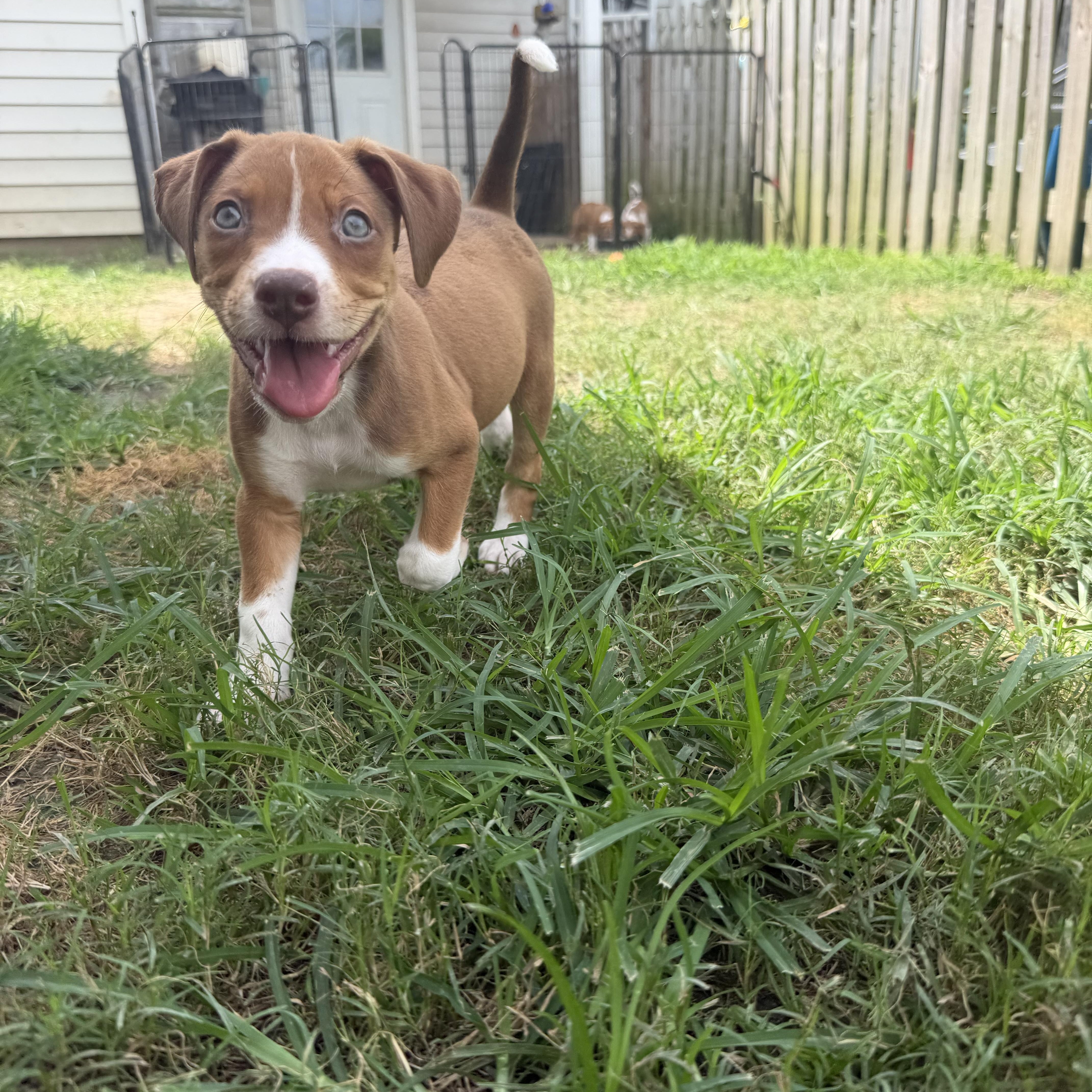 Filet available for adoption photo 4