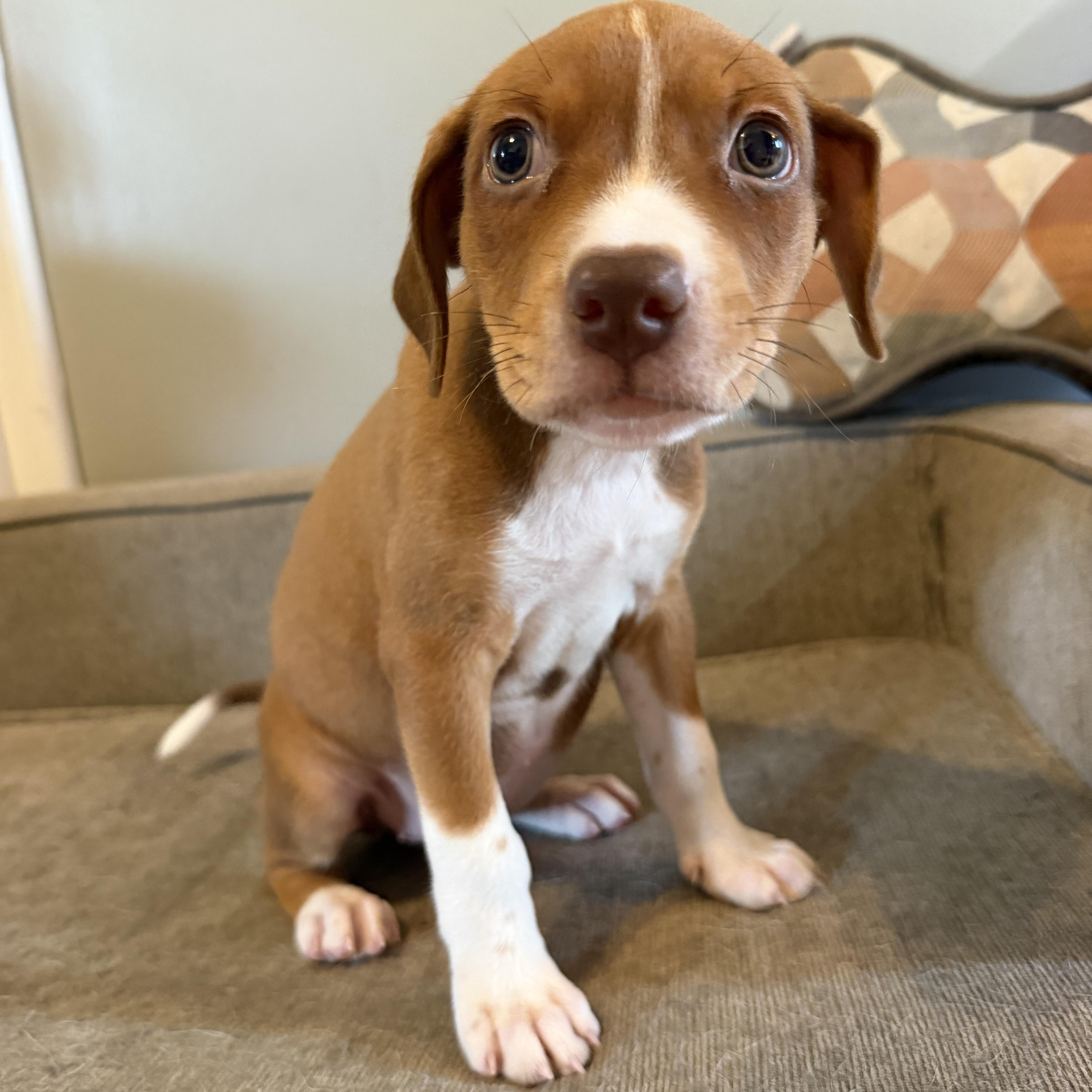 Filet available for adoption photo 5