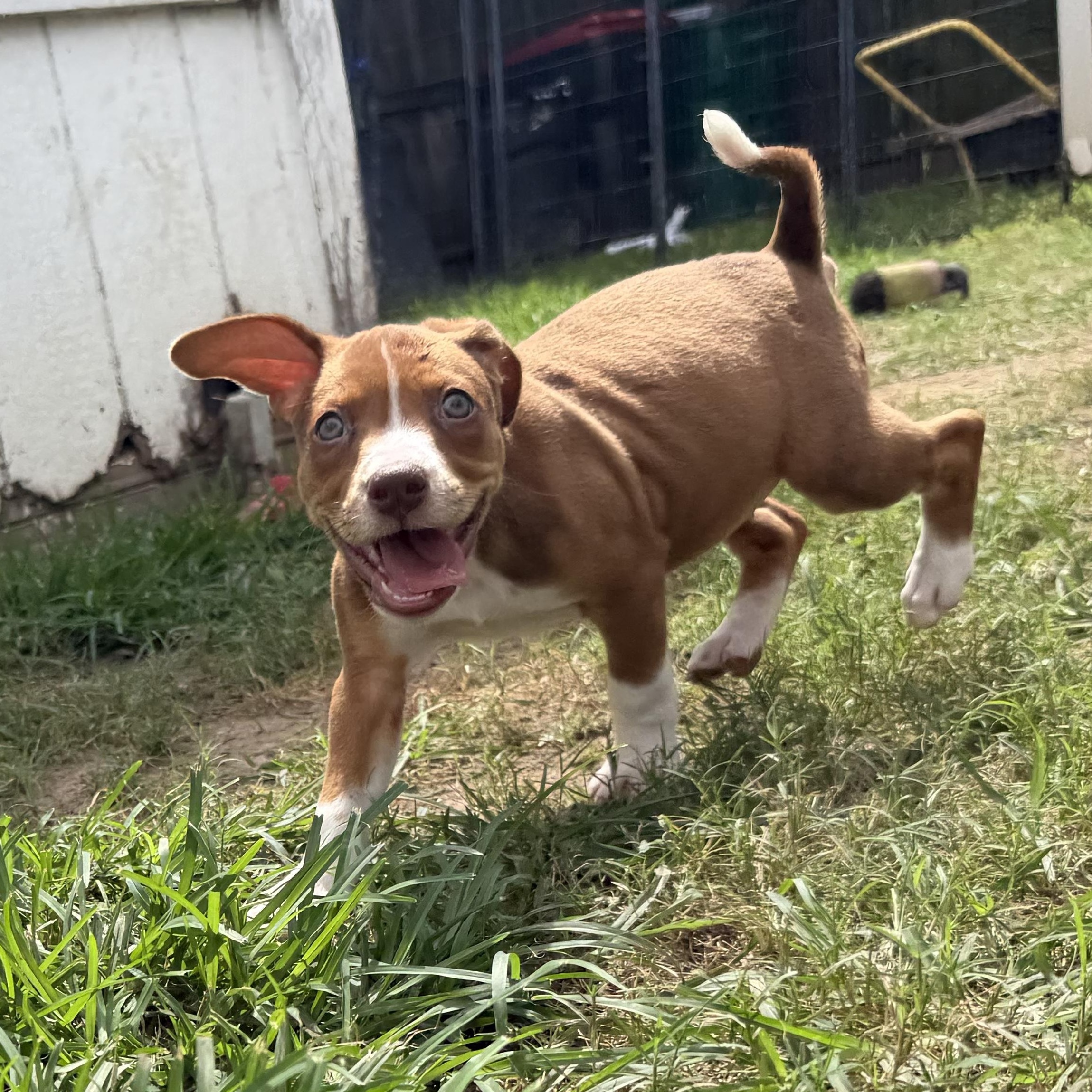 Filet available for adoption photo 6
